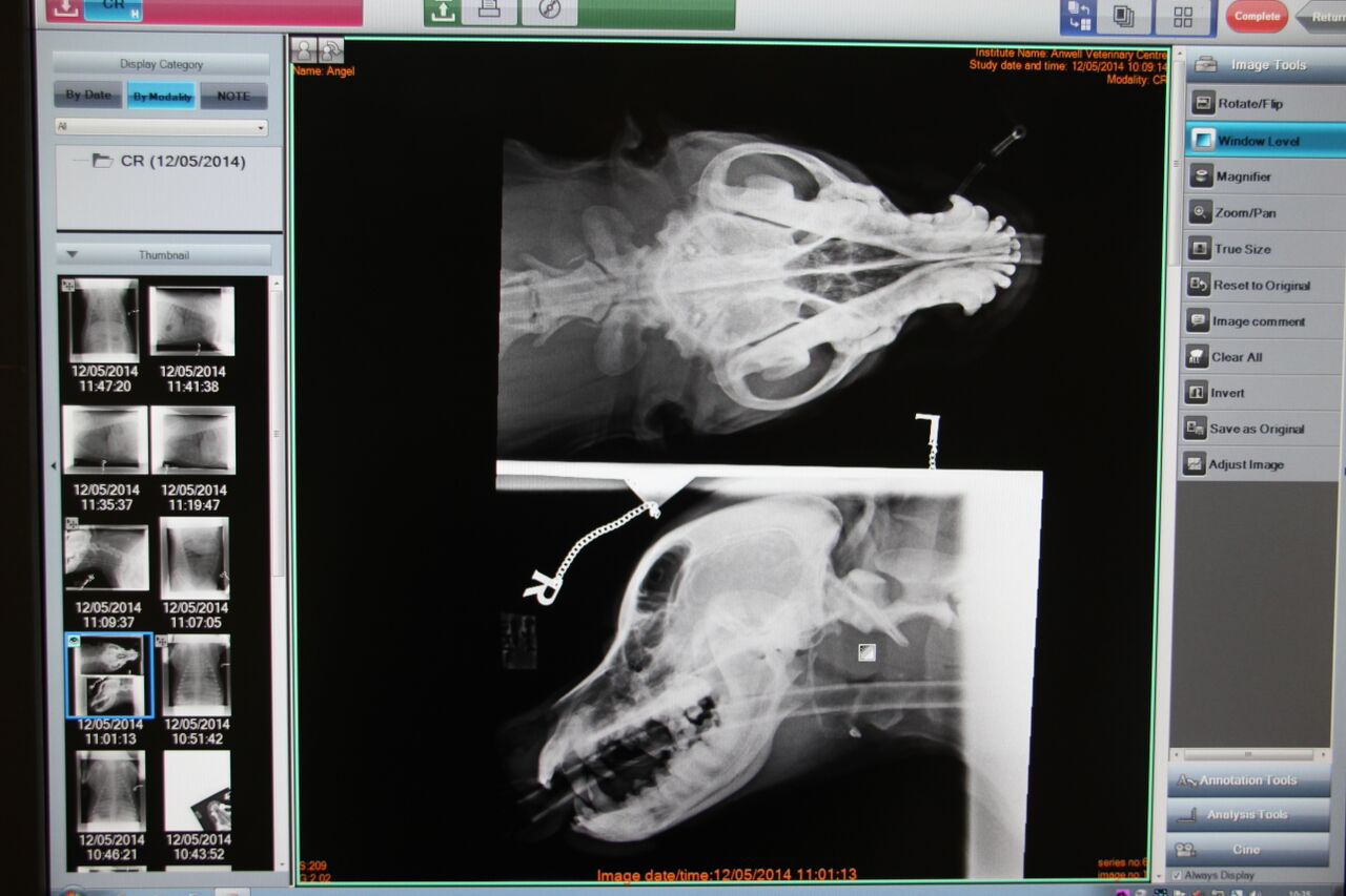 X-rays at vets in Croydon